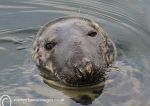 Grey Seal 4