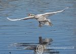 Swan Landing