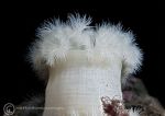 Plumose anemone