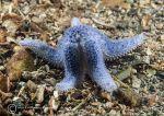 Blue starfish