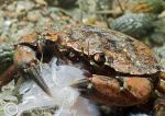 shore crab