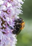 Tree bumblebee