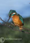 Kingfisher