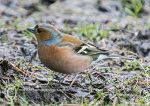 Chaffinch