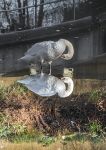 Mute swan reflection 2