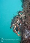 Spiny spider crab - Trefor pier