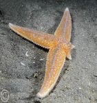 Common starfish - three armed