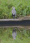 Grey Heron