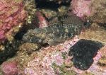 Black goby