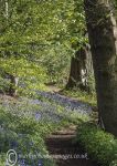 Bluebell path