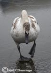 juvenile swan