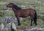 Connemara pony