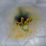 Lily stamens