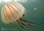 compass jellyfish