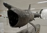 Basking shark