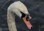 Male swan 2015