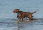 Finbar - Omey 2014