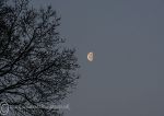 Tree Silhouette & Moon 1