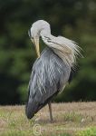 Preening Heron 3