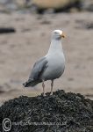 Herring gull