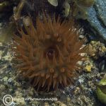 Beadlet anemone