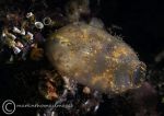 Corella parallelogramma squirt