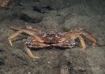 Swimming crab