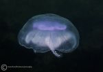 Moon jelly