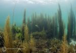 Aughrus reef seaweeds 4