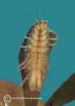 Isopod