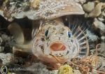 Open-mouth Goby