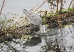 Heron - fishing