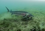 Sturgeon feeding