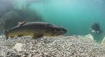 Brown trout - Capernwray