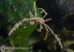 Long-legged spider crab