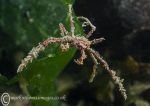 Long-legged spider crab