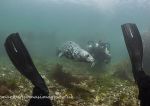 Seal & divers