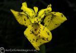 Yellow iris