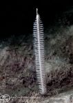 Slender sea pen