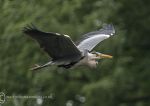 Grey heron