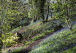 Vale Royal woods - bluebells