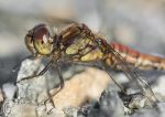 Common Darter 2