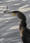 Cormorant 