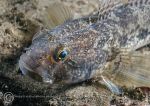 Black goby