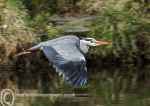 Heron in Flight